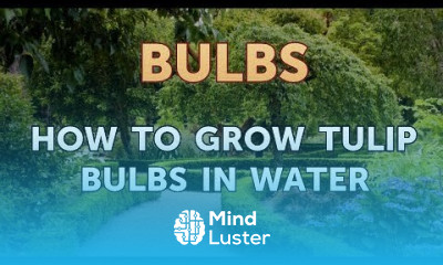 How to Grow Tulip Bulbs in Water