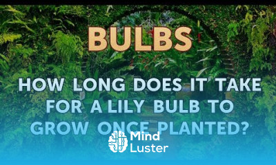 How Long Does it Take for a Lily Bulb to Grow Once Planted