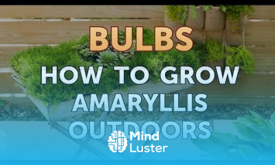 How to Grow Amaryllis Outdoors
