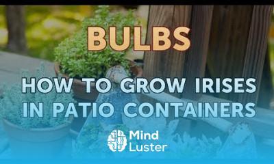How to Grow Irises in Patio Containers