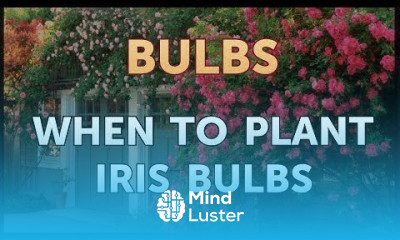 When to Plant Iris Bulbs