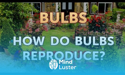 How Do Bulbs Reproduce