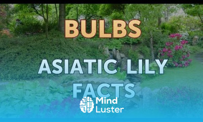 Asiatic Lily Facts