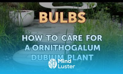How to Care for a Ornithogalum Dubium Plant