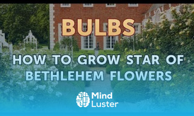 How to Grow Star of Bethlehem Flowers