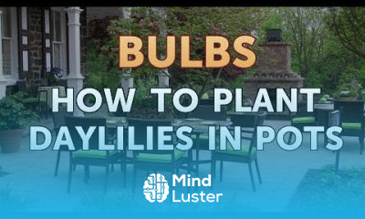 How to Plant Daylilies in Pots