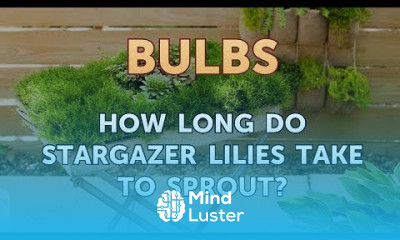 How Long Do Stargazer Lilies Take to Sprout