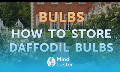 How to Store Daffodil Bulbs