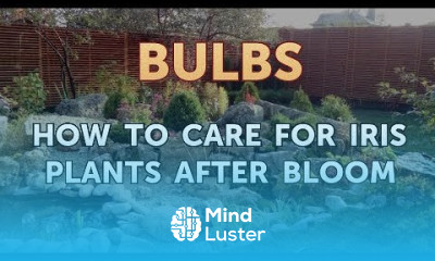 How to Care for Iris Plants After Bloom