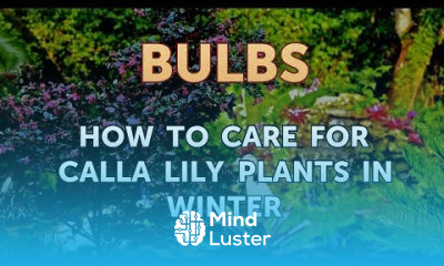 How to Care for Calla Lily Plants in Winter