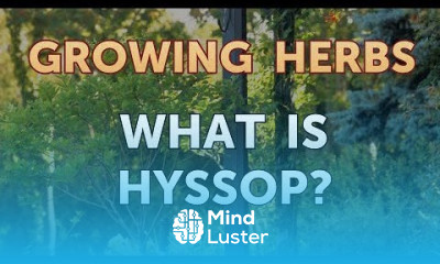 What Is Hyssop