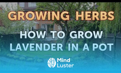 How to Grow Lavender in a Pot