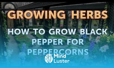 How to Grow Black Pepper for Peppercorns