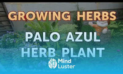Palo Azul Herb Plant