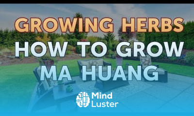 How to Grow Ma Huang