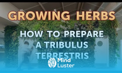 How to Prepare a Tribulus Terrestris