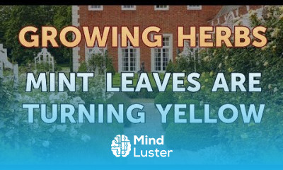 Mint Leaves Are Turning Yellow