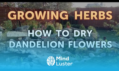 How to Dry Dandelion Flowers