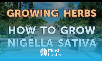How to Grow Nigella Sativa