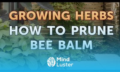 How to Prune Bee Balm