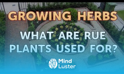 What Are Rue Plants Used for