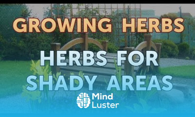 Herbs for Shady Areas