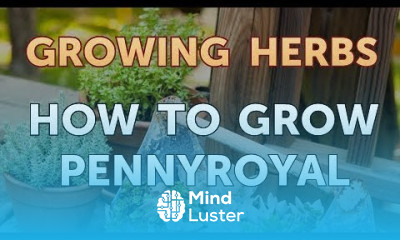 How to Grow Pennyroyal