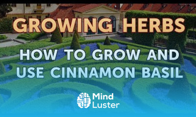 How to Grow and Use Cinnamon Basil