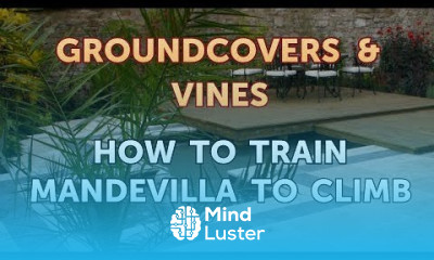 How to Train Mandevilla to Climb