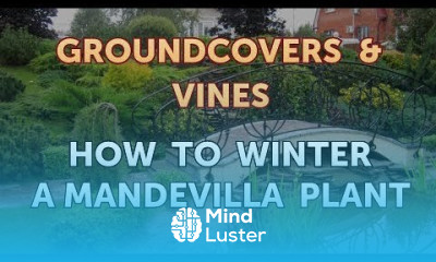 How to Winter a Mandevilla Plant