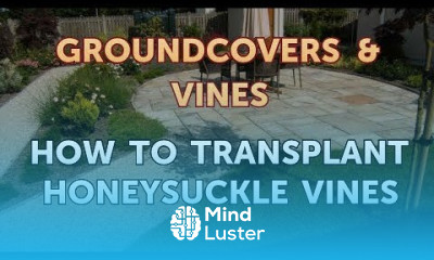 How to Transplant Honeysuckle Vines