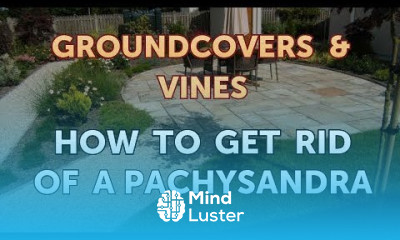 How to Get Rid of a Pachysandra