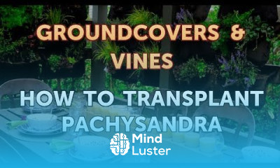 How to Transplant Pachysandra
