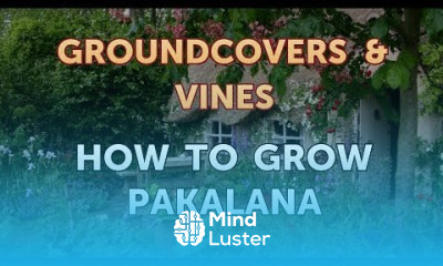 How to Grow Pakalana