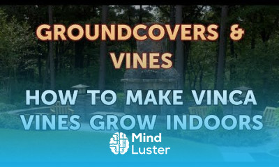 How to Make Vinca Vines Grow Indoors