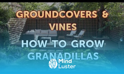 How to Grow Granadillas