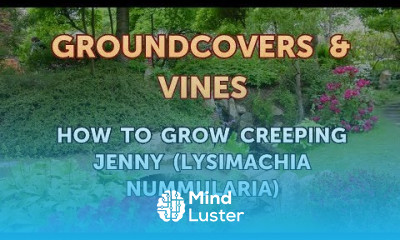 How to Grow Creeping Jenny Lysimachia Nummularia