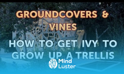 How to Get Ivy to Grow Up a Trellis