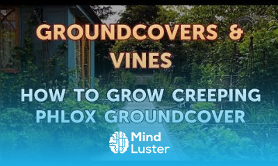 How to Grow Creeping Phlox Groundcover