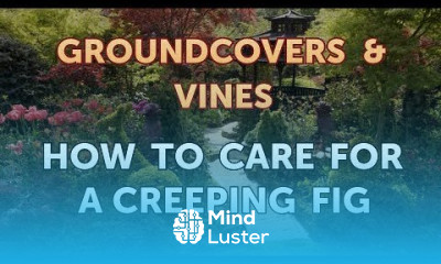 How to Care for a Creeping Fig