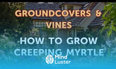 How to Grow Creeping Myrtle