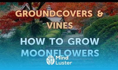 How to Grow Moonflowers