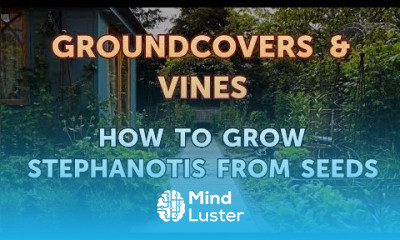 How to Grow Stephanotis From Seeds