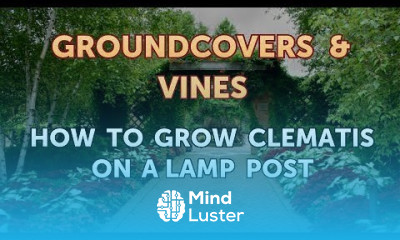 How to Grow Clematis on a Lamp Post