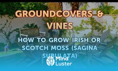 How to Grow Irish or Scotch Moss Sagina Subulata