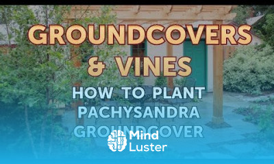How to Plant Pachysandra Groundcover