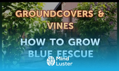 How to Grow Blue Fescue