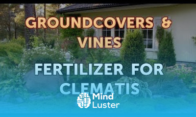 Fertilizer for Clematis