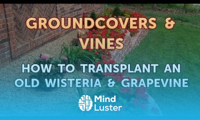 How to Transplant an Old Wisteria Grapevine