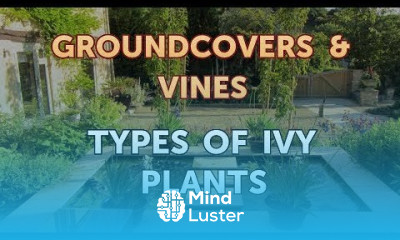 Types of Ivy Plants